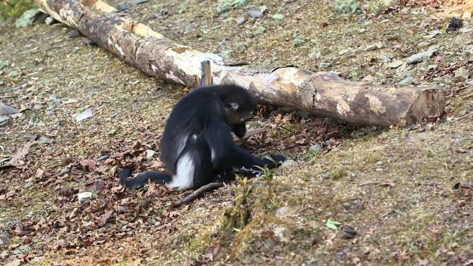 金丝猴在地上捡拾食物