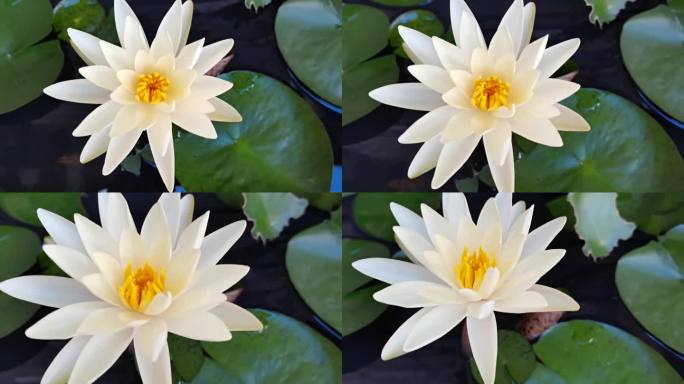 水中圣母  睡莲
