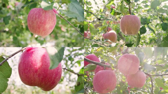 摘苹果采摘果园苹果采摘苹果