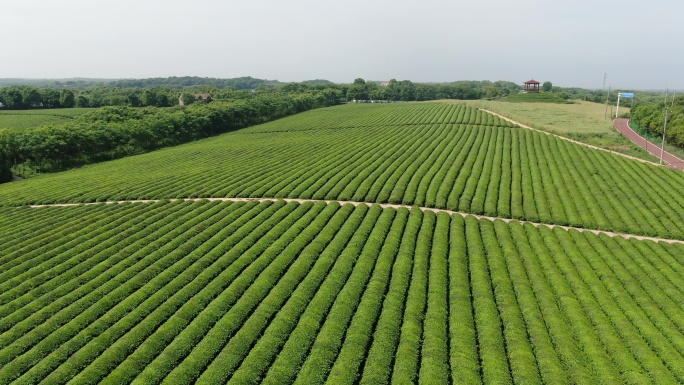 茶山茶园风光风景