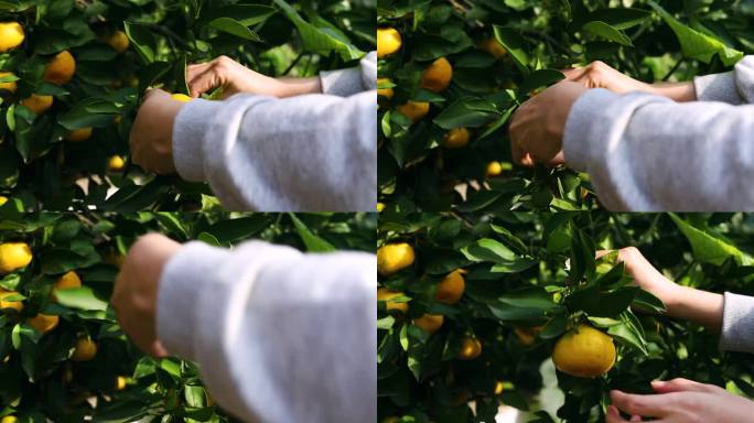 采摘成熟橘子果实