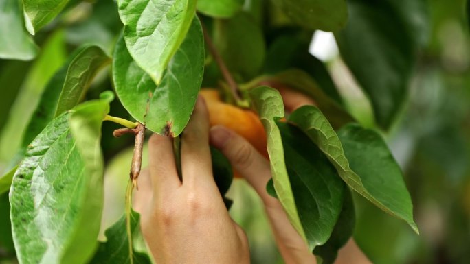 秋天柿子成熟手摘柿子实拍视频