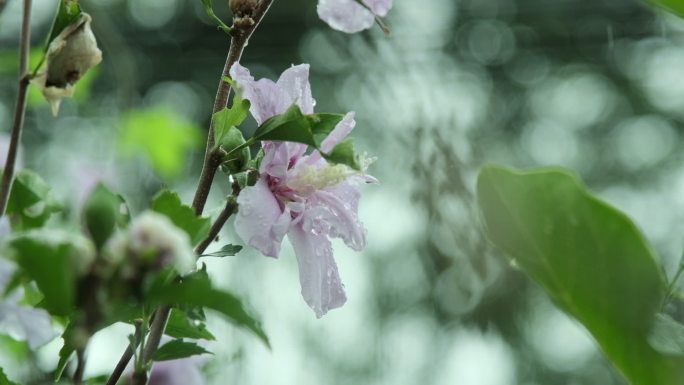 小清新雨天花草树木