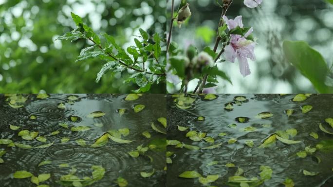 小清新雨天花草树木