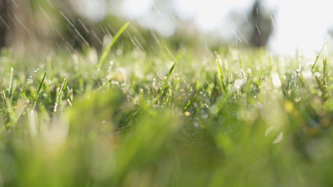 草地露水，阳光，洒水，绿化维护 幸福生活
