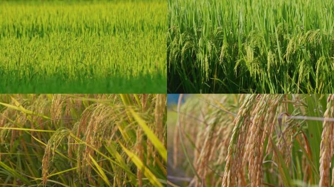 水稻稻谷生长成熟