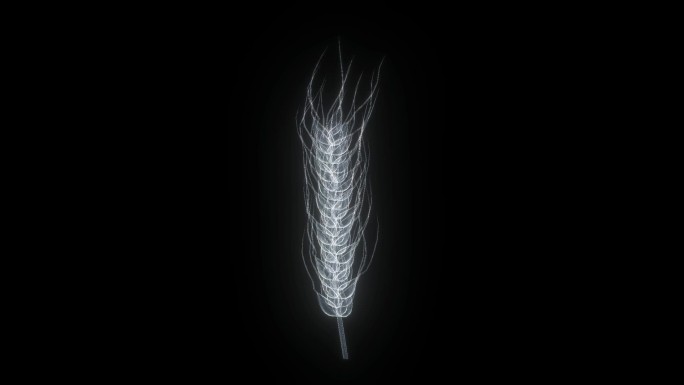 全息透明线框科技小麦三维素材带通道
