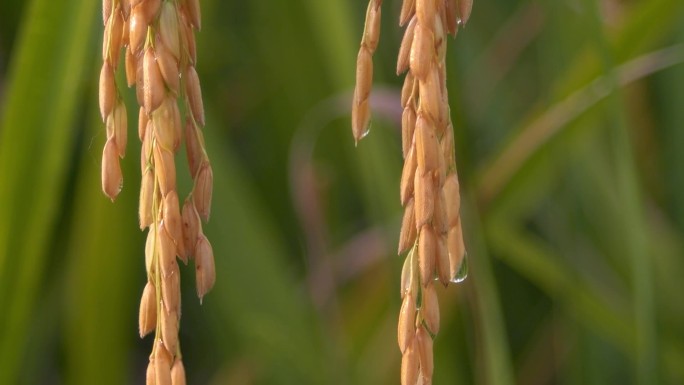 下雨水稻稻谷稻穗水珠雨滴水滴