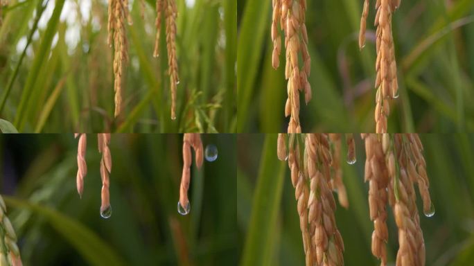 下雨水稻稻谷稻穗水珠雨滴水滴