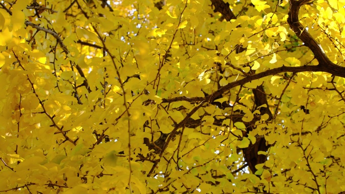 秋天满树的银杏叶金色的秋天