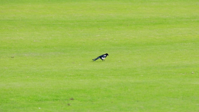 在草地上行走觅食的喜鹊