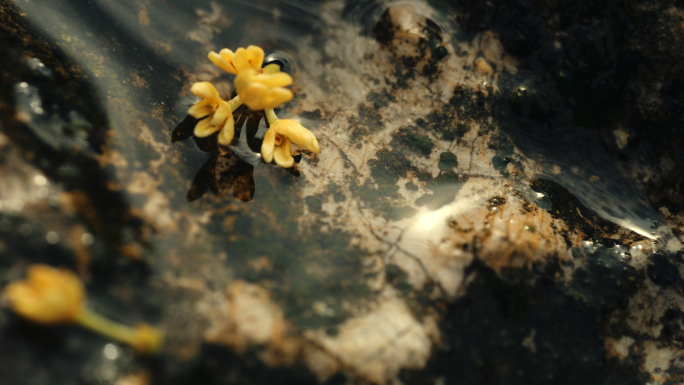 桂花 落花流水