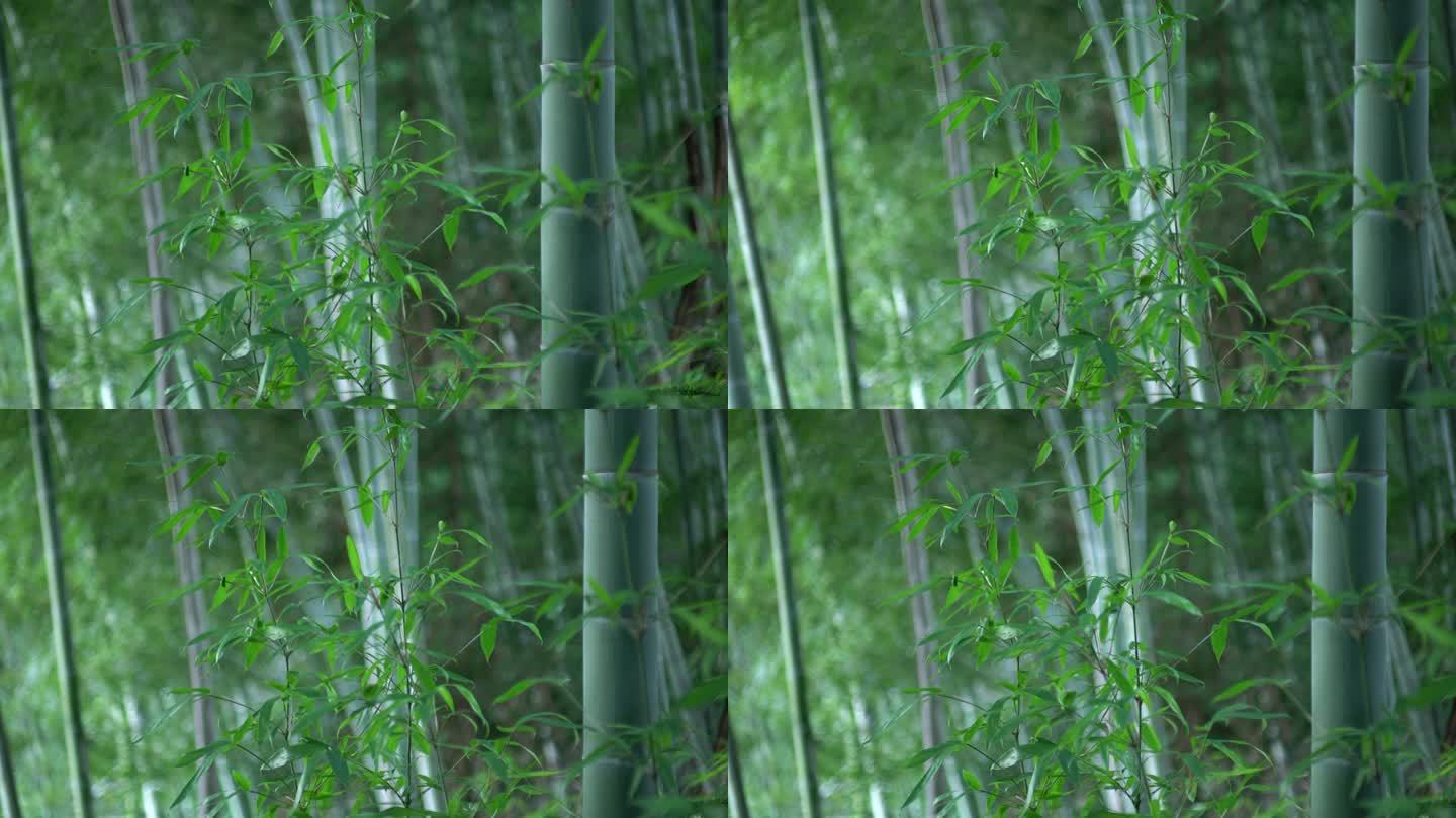 竹林逆光生态