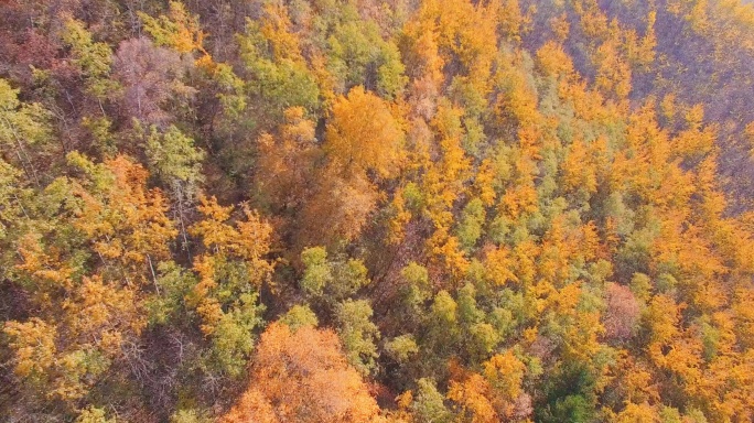 海东市 乐都区 北山林场 秋景 航拍