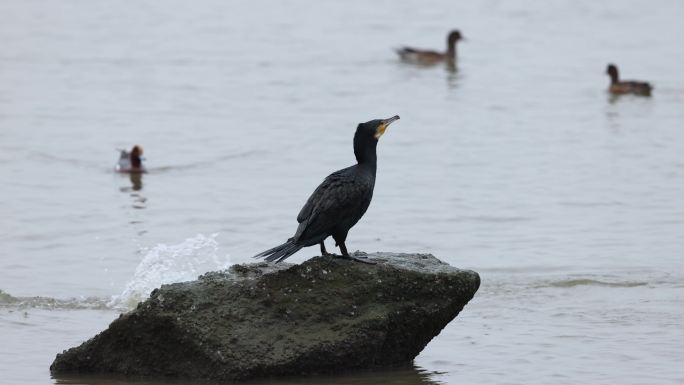 深圳湾出水口觅食的鸬鹚