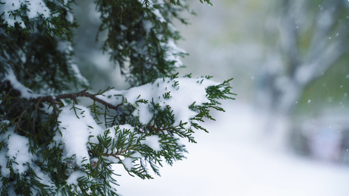 立冬 冬至 冬天 下雪