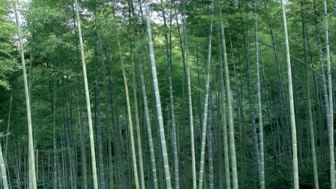 夏季竹林大片竹子大片竹林参天竹林