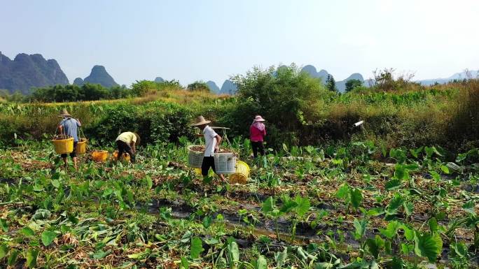 秋天农民在芋头地丰收 芋头航拍视频