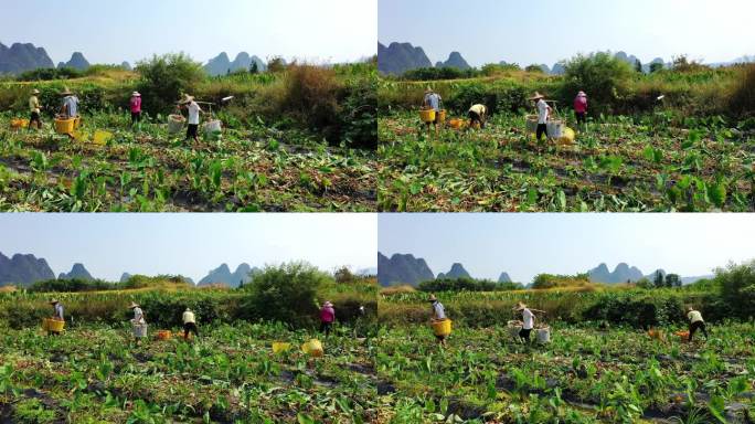 秋天农民在芋头地丰收 芋头航拍视频