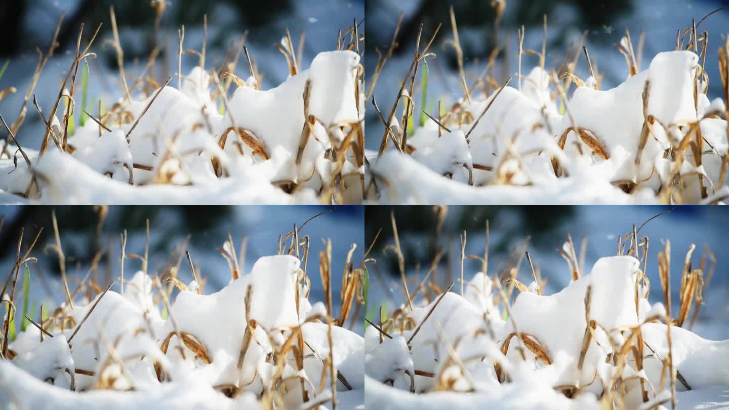 立冬 积雪 大雪