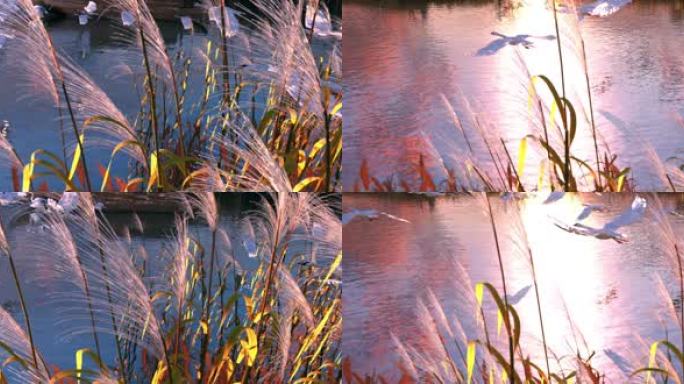 4K超宽屏芦苇湿地黄昏动画