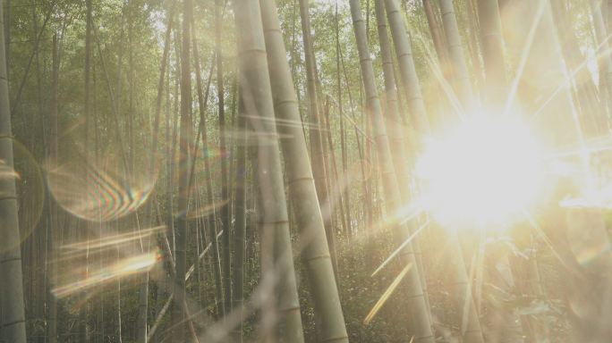 京都竹林实拍特写光线