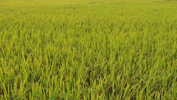 农业水稻稻谷稻穗粮食风吹稻浪