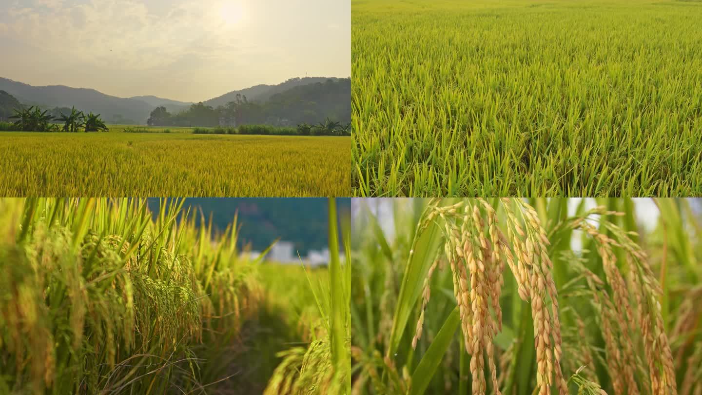 农业水稻稻谷稻穗粮食风吹稻浪