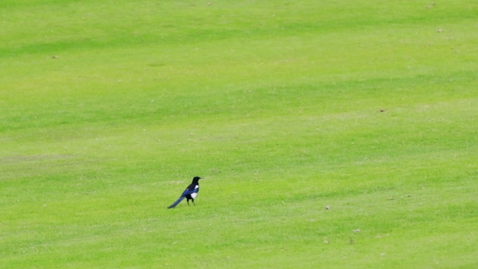 在草地上行走觅食的喜鹊