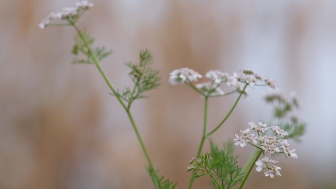 香菜花 芫荽 香菜