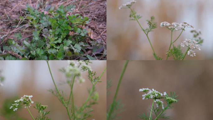 香菜花 芫荽 香菜