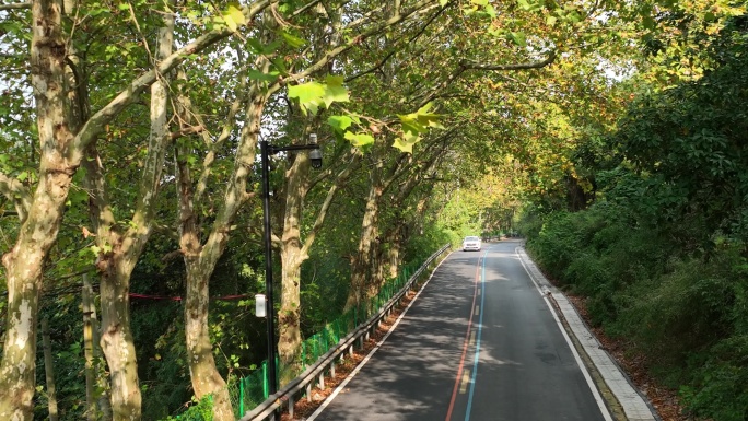 航拍浙江秋天山区乡村农村道路公路梧桐树车