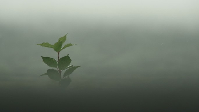 雨天唯美植物