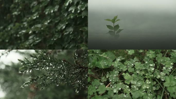 雨天唯美植物