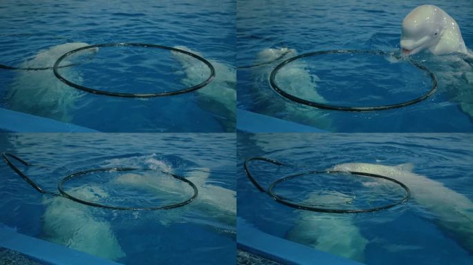 海洋公园 工程建设 建筑工地 娱乐设施