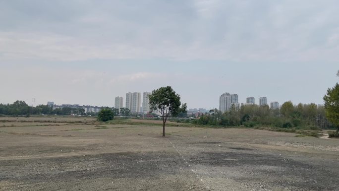 荒地孤树城市车流高楼林立中景