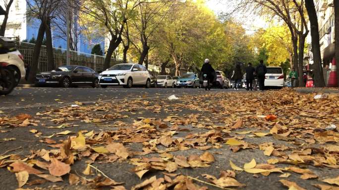 秋日 落叶 街道 汽车 穿梭 人流 晴朗