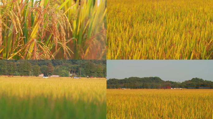 稻田麦穗特写农业基地