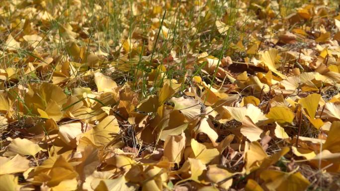 【4k原创】落叶 落在地上的黄叶秋叶深秋