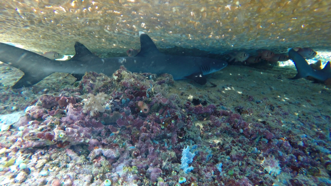 珊瑚礁下的小鲨鱼