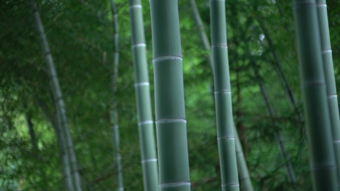竹林中国风竹林十面埋伏粗壮竹筒