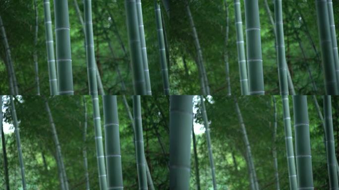 竹林中国风竹林十面埋伏粗壮竹筒
