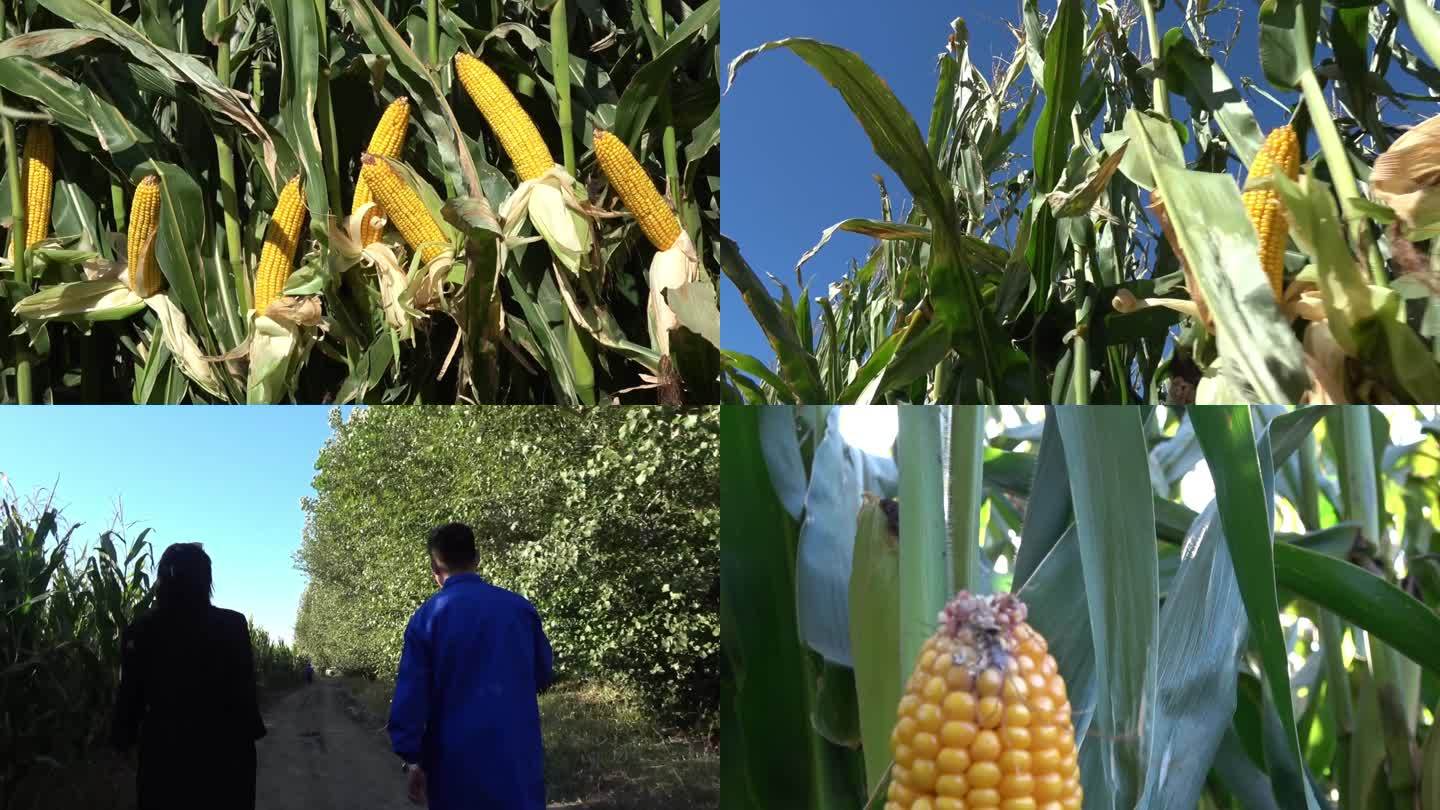玉米农业种植 田地