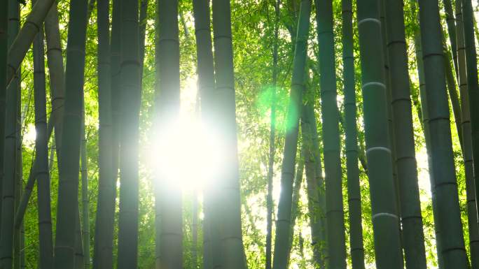 竹林。阳光。日光透过树林逆光唯美绿色