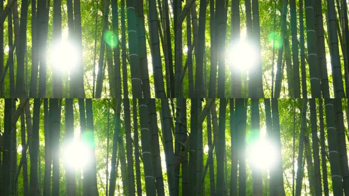 竹林。阳光。日光透过树林逆光唯美绿色