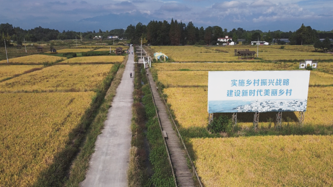 农民水稻田劳作插秧苗航拍收割稻谷甑子饭