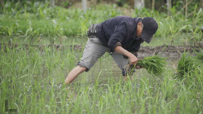 农民水稻田劳作插秧苗航拍收割稻谷甑子饭