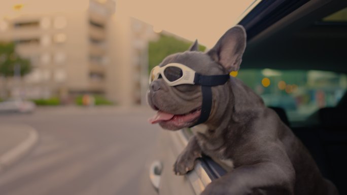 可爱的灰色法国斗牛犬，戴着防护眼镜，靠在车窗外