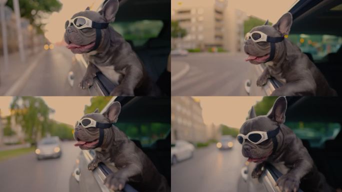 可爱的灰色法国斗牛犬，戴着防护眼镜，靠在车窗外