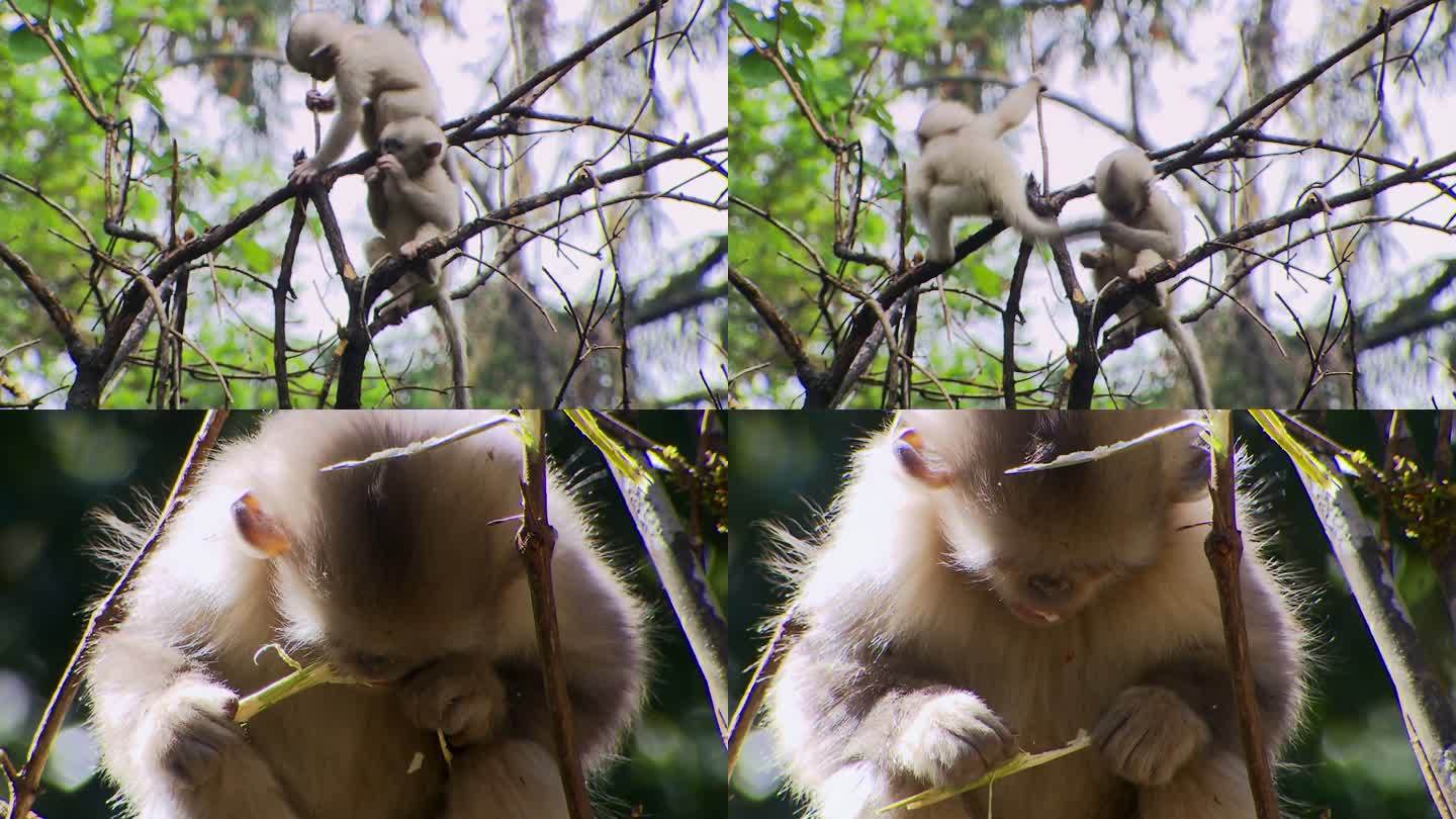 金丝猴幼崽吃植物嫩芽